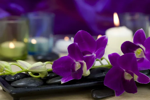 Mooie paarse orchideeën — Stockfoto