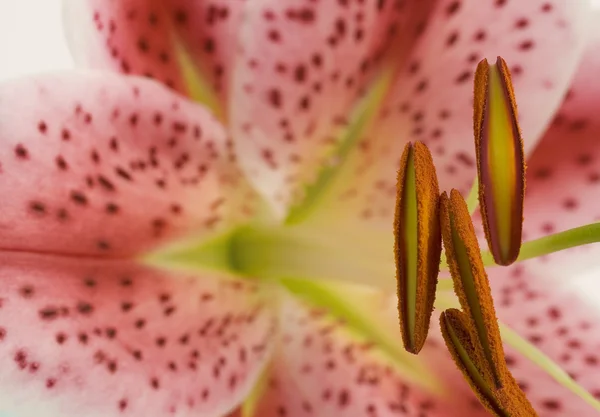 Detailní záběr růžové lilie. selektivní zaměření — Stock fotografie