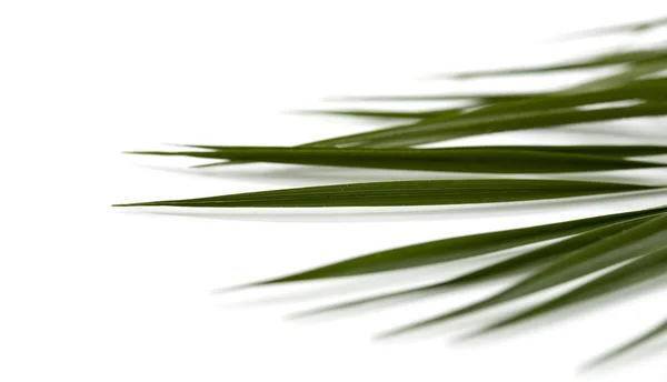 Leaves of palm tree — Stock Photo, Image