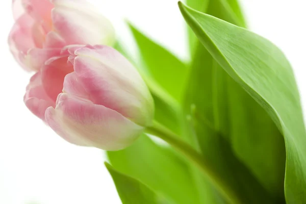 Zwei schöne rosa Tulpen — Stockfoto