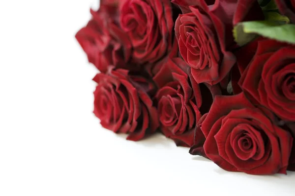 Gyönyörű vörös rózsa — Stock Fotó