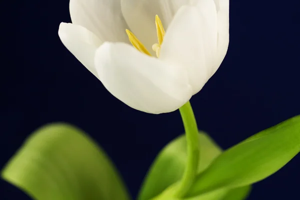 Tulipano bianco su blu — Foto Stock