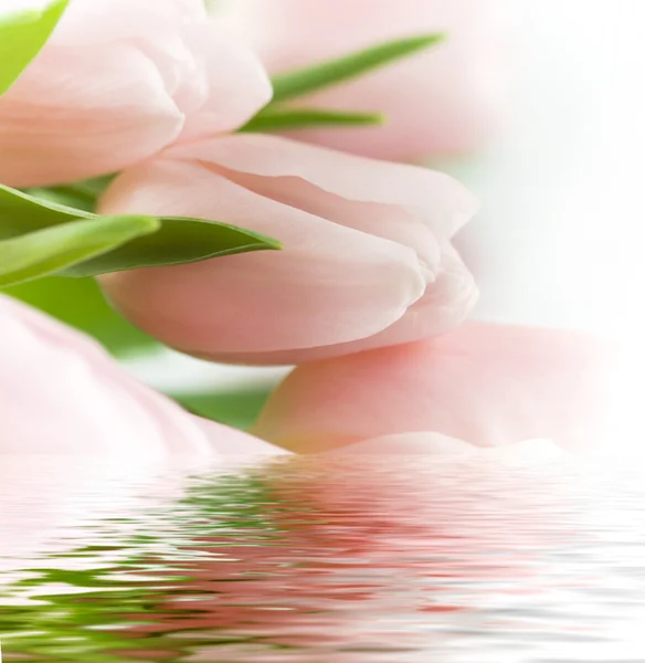 Hermosos tulipanes rosados —  Fotos de Stock