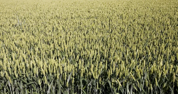 Wheat field — Stock Image Wheat field Stock Photo