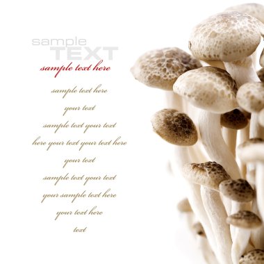 Mushrooms clipart