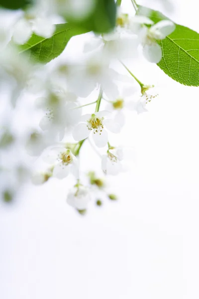 Fiori di ciliegio primaverili — Foto Stock