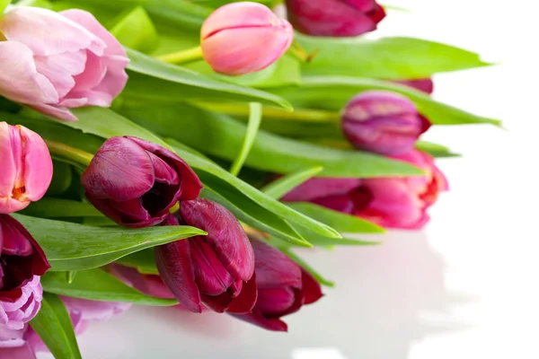 Frische Tulpen — Stockfoto