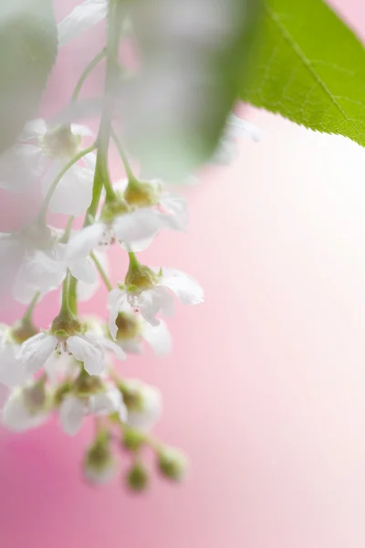 Spring kersenbloesem — Stockfoto