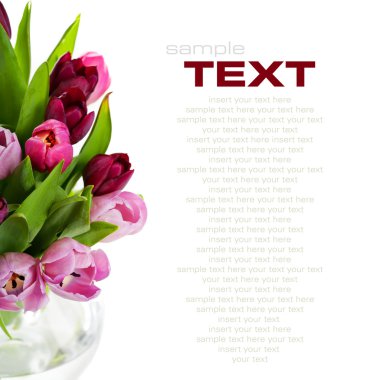 Fresh tulips clipart