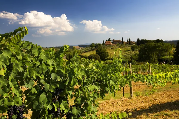 Vineyard in tuscany — Stock Photo, Image