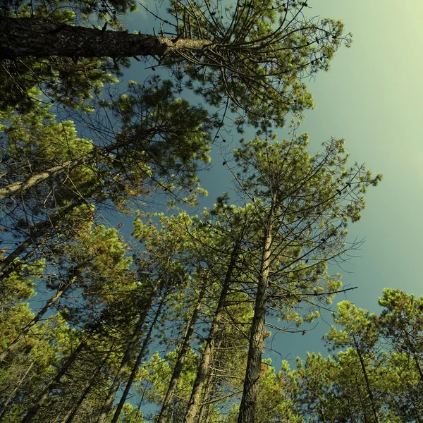 背の高い松の森 — ストック写真