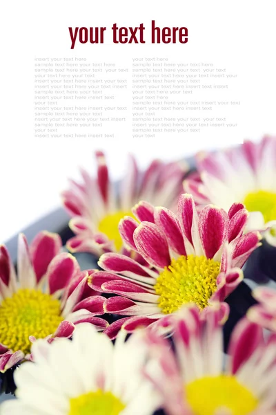 Tazón de agua y flores-SPA concepto —  Fotos de Stock