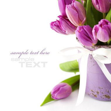 Pink tulips clipart