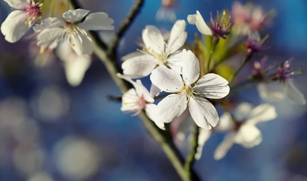 Flor de árvore de close-up — Fotografia de Stock