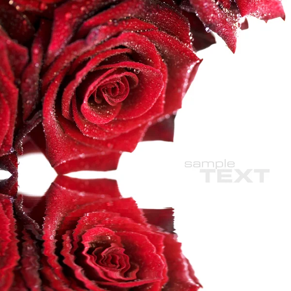 水滴を持つ美しい赤いバラ — ストック写真