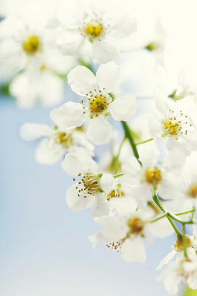 Rama de cerezo en flor —  Fotos de Stock