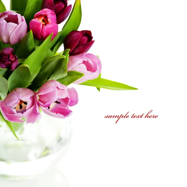 Свіжі тюльпани — стокове фото