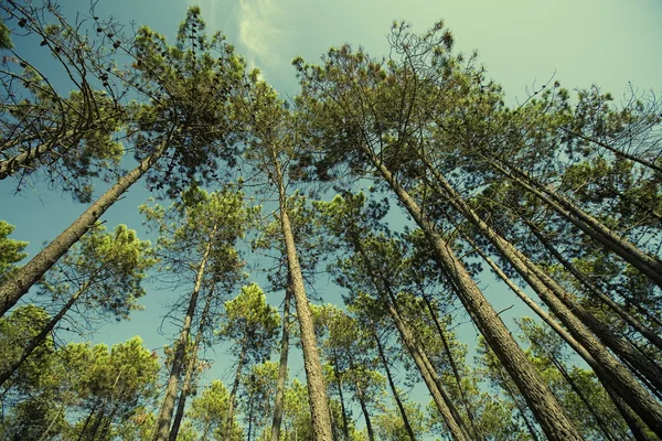 키 큰 소나무 숲 — 스톡 사진