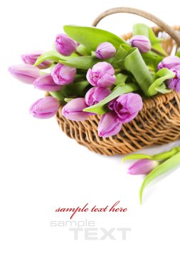 Fresh tulips clipart