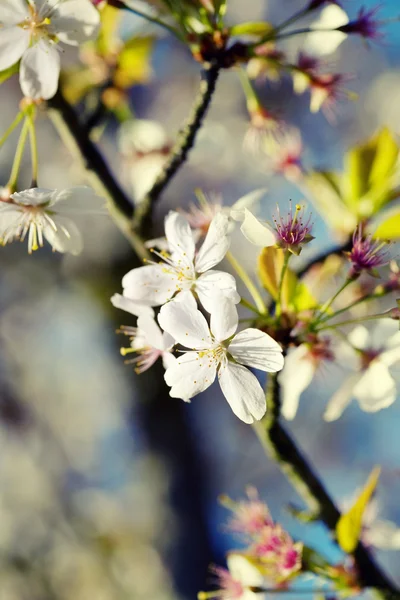 Wirydarz-do góry drzewo kwiat — Zdjęcie stockowe