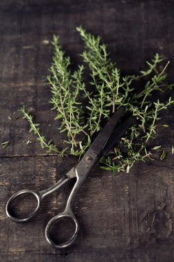 Thyme and scissors clipart