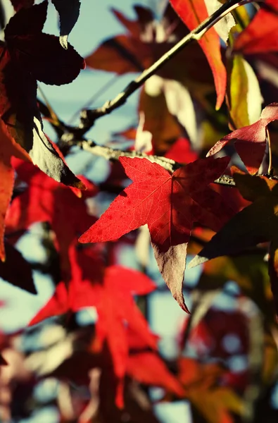 Kırmızı sonbahar — Stok fotoğraf