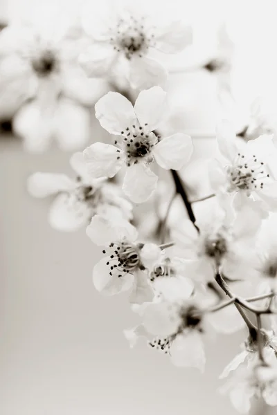 Cseresznye virágok — Stock Fotó