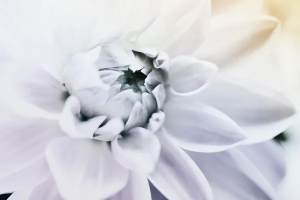 Fleur — Photo