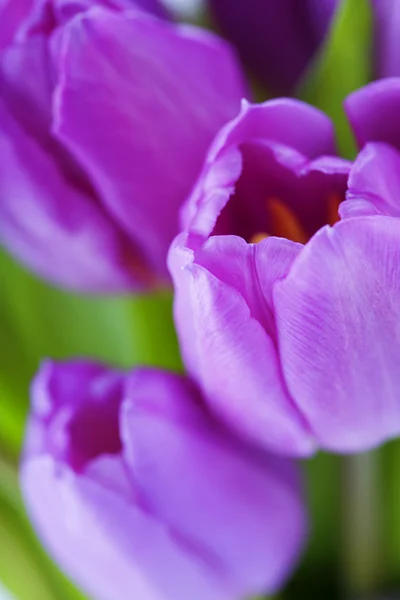 Tulipas — Fotografia de Stock