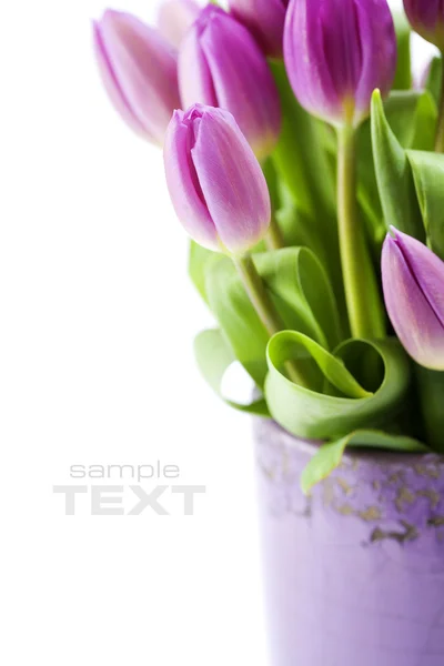Rózsaszín tulipán — Stock Fotó