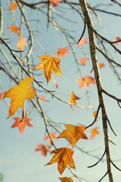 秋天秋天的叶子 — 图库照片