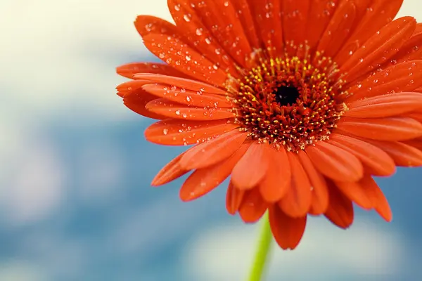 Prachtige daisy tegen de hemel — Stockfoto