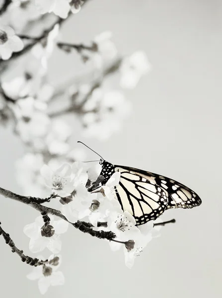 Kupu-kupu — Stok Foto