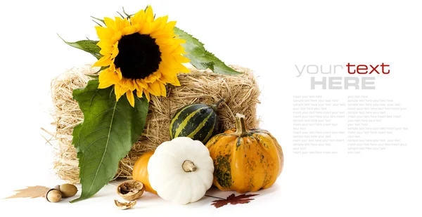 Pumpkins and sunflower — Stock Photo, Image