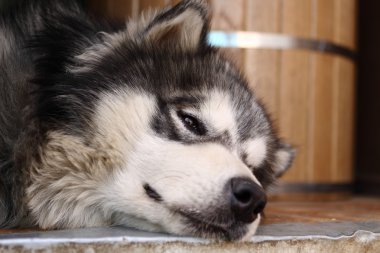 kahverengi gözlü bir yetişkin siberian husky resmi