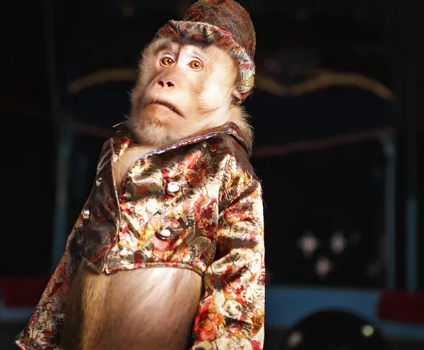 ลิงชิมแปนซีเซอร์คัสในชุดสูทและหมวก . — ภาพถ่ายสต็อก