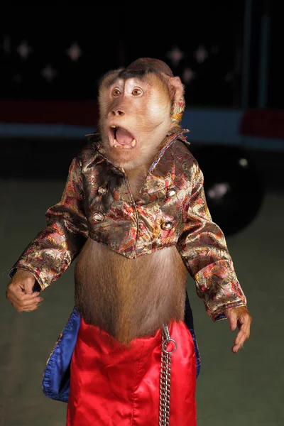 Цирк обезьяны шимпанзе в костюме и шляпе . — стоковое фото