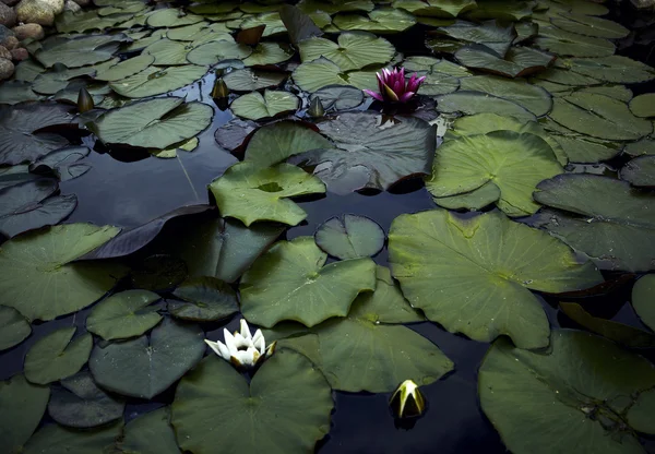 Lírio de água colorido Com folhas flutuantes numa lagoa — Fotografia de Stock