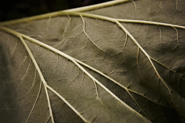 Dark green leaf texture background — Stock Photo, Image