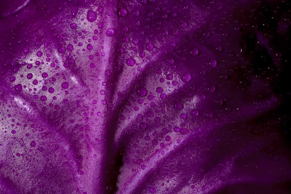 stock image Red Cabbage