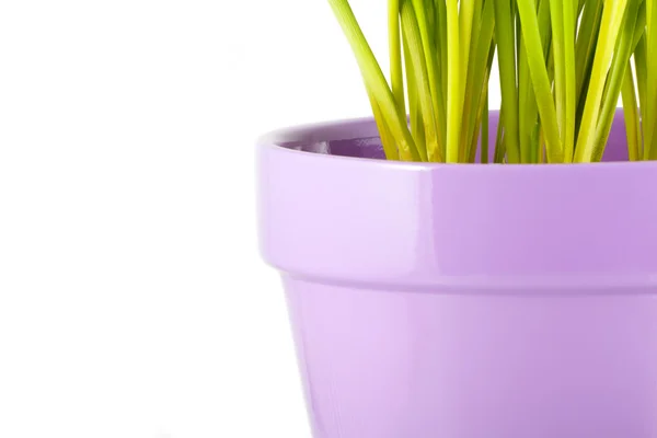 stock image Purple pot