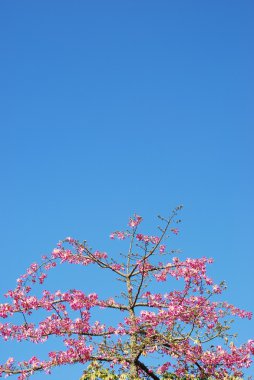 Pembe weigela ağacı (gökyüzü arka plan)