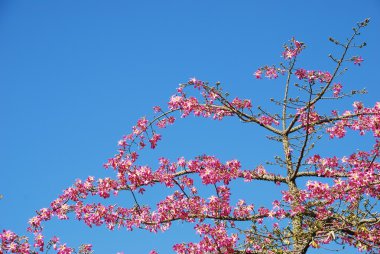 Pembe weigela ağacı (gökyüzü arka plan)