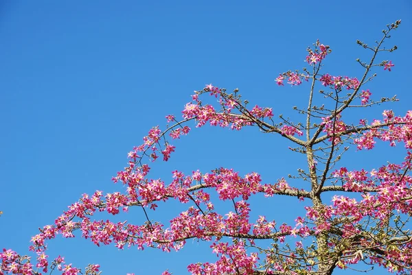 stock image Pink weigela tree (sky background)