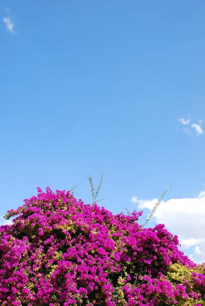 Mor bouganvilla çiçek — Stok fotoğraf