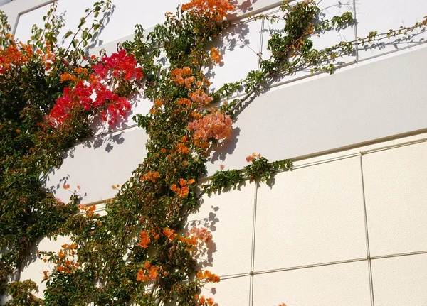 Färgglada klängande blommor — Stockfoto
