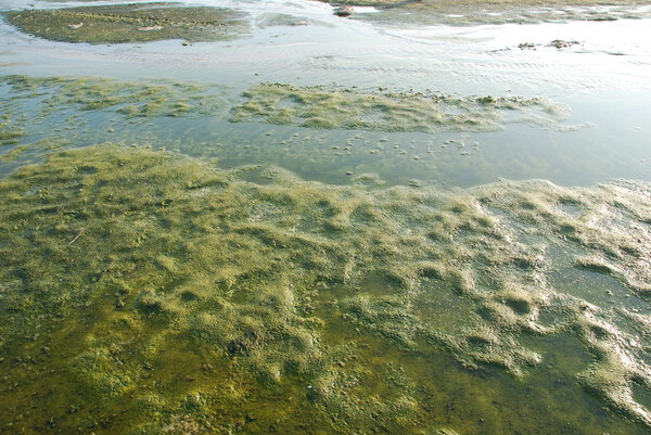 Green algae swamp