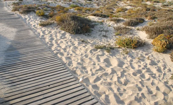 Trä gångväg till stranden — Stockfoto