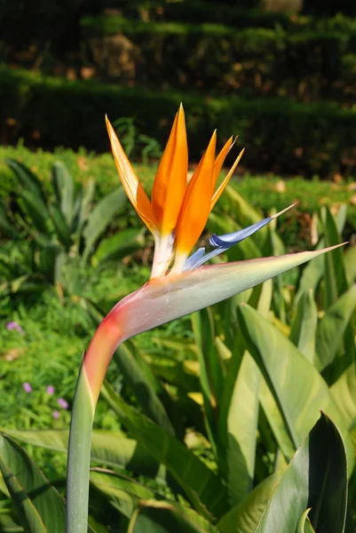 Beautiful strelitzia flower — Stock Photo, Image
