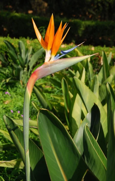 Bela flor de strelitzia — Fotografia de Stock